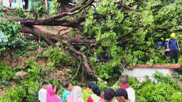 बागेश्वर में बड़ा हादसा टला, मकान पर गिरा विशाल पेड़