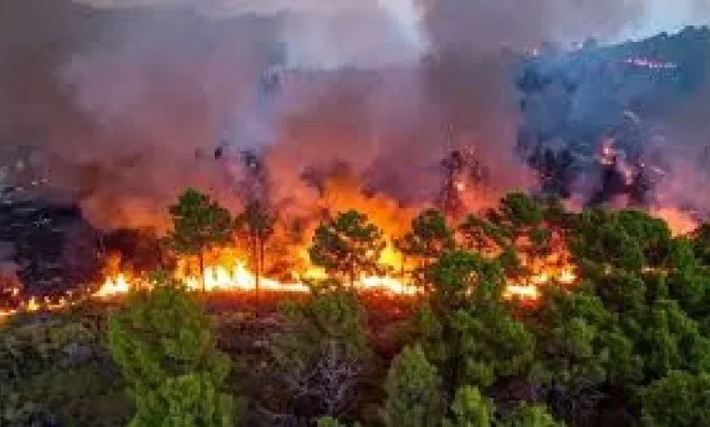 Tehri में बड़ा हादसा!, गांव की तरफ बढ़ रही आग को बुझाने गई महिला की दर्दनाक मौत