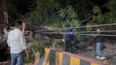 मौसम का कहर: हल्द्वानी में तेज आंधी से हाईवे पर गिरा पेड़, यातायात बाधित