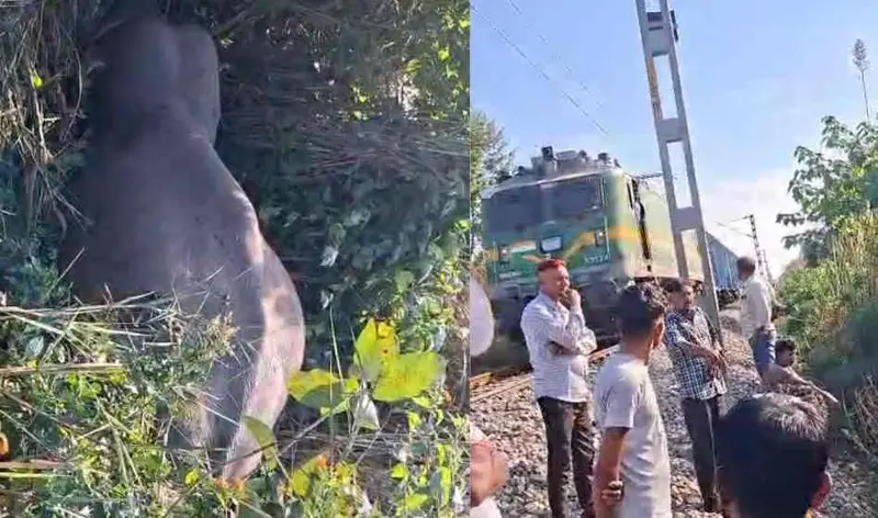 रेलवे ट्रैक पर हाथी की दर्दनाक मौत,वन विभाग में हड़कंप